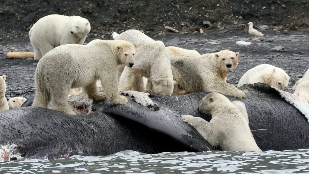 SHOCKING Climate Change Study Shows Polar Bears Could Go Extinct Sooner Than Expected News Sharper
